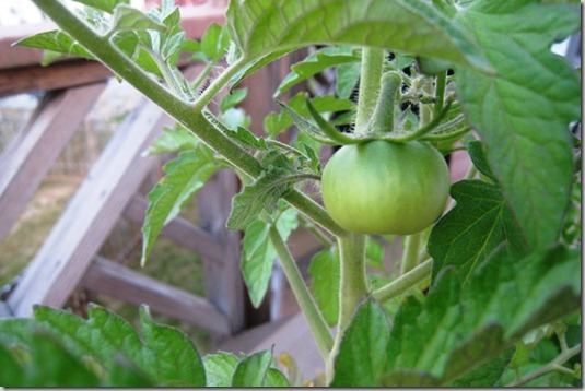 garden tomato closeup day 21