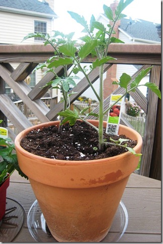 garden tomato plant day 1