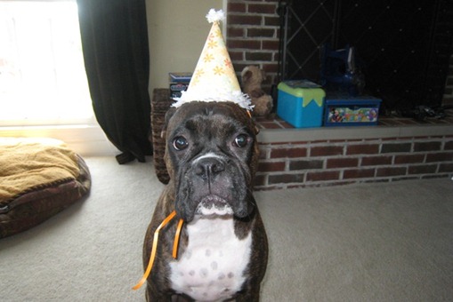 2011 08 - Gracie bday hat no ears